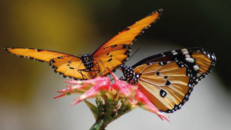 butterfly