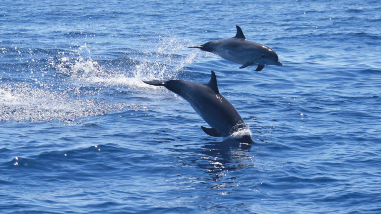dolphin