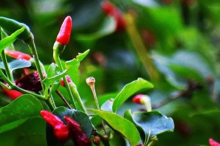 zanzibar-private-tour-to-jozani-forest-and-spice-farm-3807465