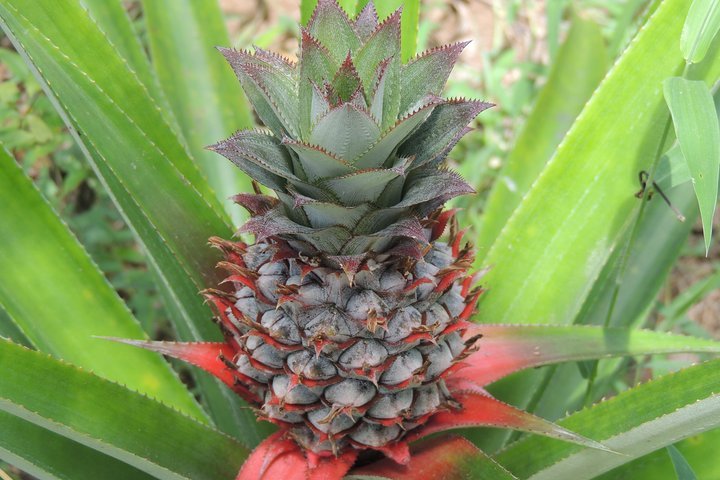 zanzibar-spice-farm-tour-with-tastings-from-stone-town-6298611