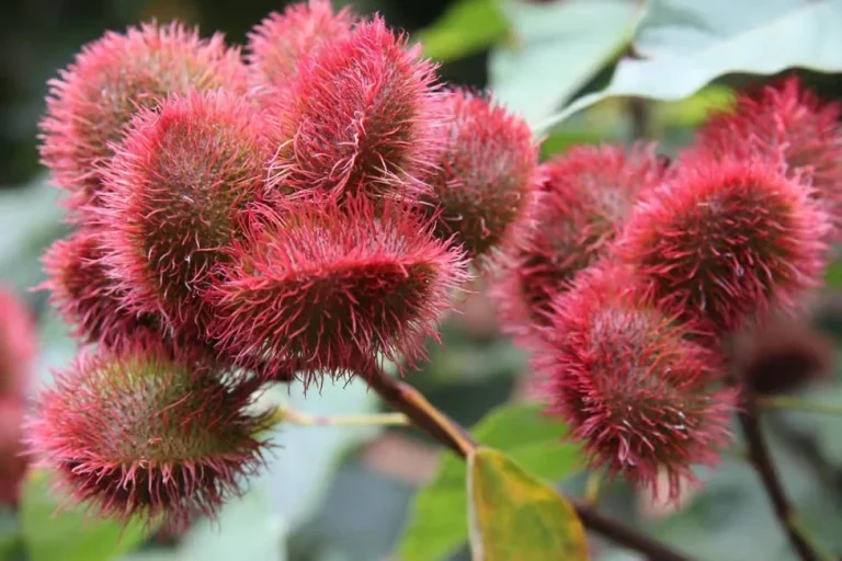zanzibar-spice-farm-tour-with-tropical-fruit-tasting-8333643
